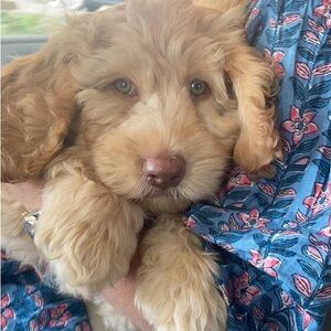 Meet your Posher, Kate